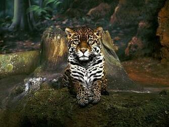 Leopard Skin Wallpaper
