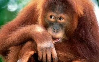 Funny Monkey Pic Wide