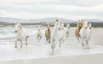 Horses Running On The Beach HD Wallpaper Background Image