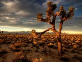 Joshua Tree Wallpaper