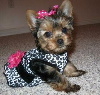 Cute Teacup Yorkie Wallpaper