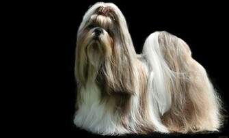 Animal Shih Tzu Wallpaper