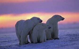 Polar Bear Computer Wallpaper Desktop Background Id