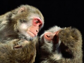 Monkey Wallpaper Tiptop 3d HD Collection