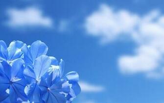 Top Best HD Wallpaper Flowers Flower