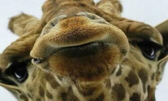 Cute Giraffe Wallpaper HD App For