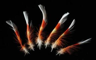 By Stephen Comments Off On Beautiful Bird Feather Wallpaper