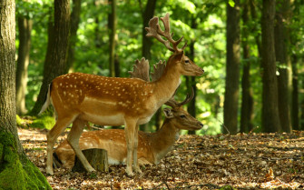 Deer In Forest