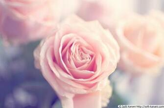 Pale Pink Header