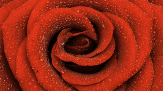 Large Rose Wallpaper Foto