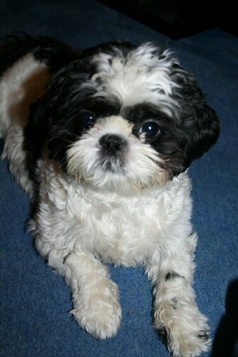 Description Shih Tzu Geschoren Jpg