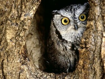 Owl Owls Wallpaper