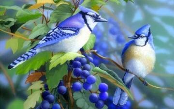 Blue Jays On Branch