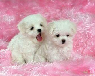 White Baby Dog Wallpaper