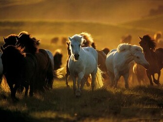 Beautiful Wallpaper Wild Horses