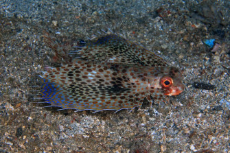 Spotted Flying Gurnard On Seabed Wallpaper