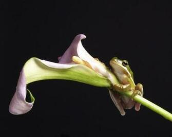 Pictures Frog On Flower Screensavers For Wallpaper