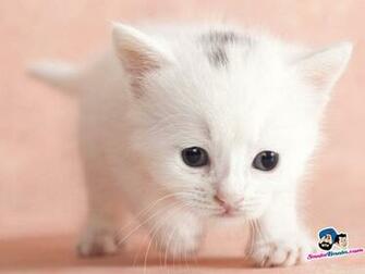 Cutest Thing Ever Cats Picture