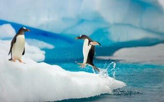 Wallpaper Penguin Dive On Desktop