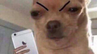Baixe Pap Is De Parede Meme Pfp Gr Tis Wallpaper