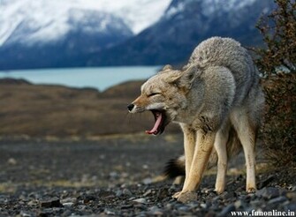 Fox Wallpaper White Grey And Red Foxes HD
