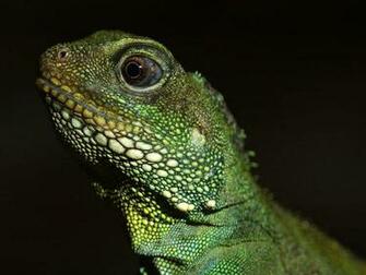 Lizards Image Lizard HD Wallpaper And Background Photos