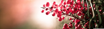 Dual Monitor Screen Multi Multiple Fruit Rouge Red Wallpaper