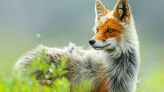 Red Fox Wallpaper