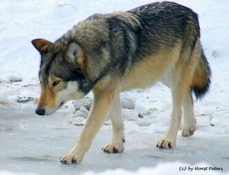 Timber Wolf Wallpaper