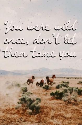 Tame Is Lame Western Aesthetic Wallpaper Photography