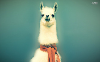 Lama Wallpaper Llama Mac