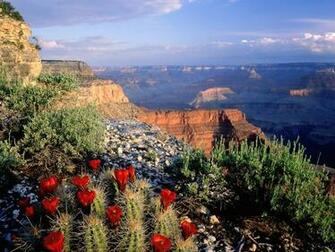 Grand Canyon Cactus Flowers Wallpaper