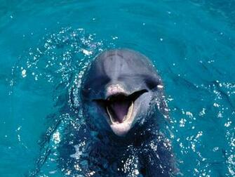 Amazing Sea Animal Wallpaper