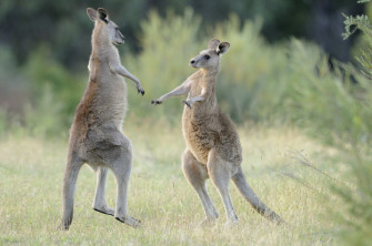 Eastern Grey Kangaroo Affordable Wall Mural Photowall