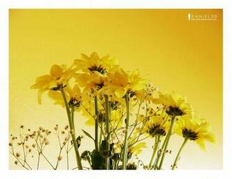 Wallpaper Pansies Modern Flower Yellow