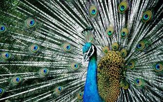 Majestic Blue Indian Peacock HD Wallpaper