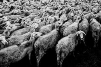 Wallpaper Id Big Flock Of Woolly Sheep Headed Towards