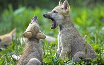 Pictures Baby Wolves Wallpaper And Car
