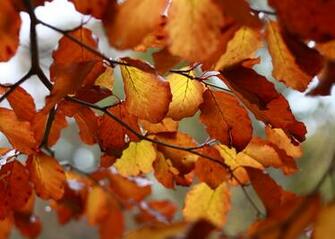 High Definition Wallpaper Of Branches Picture Leaves Yellow For
