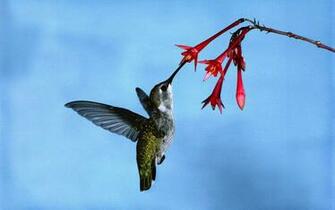 Hummingbird Desktop Background Photos