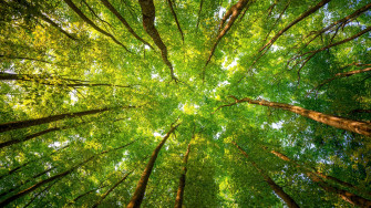 Wallpaper Green Trees Forest Leaves Spring