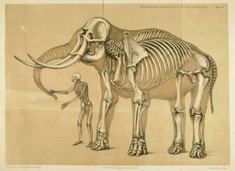 Anatomy Computer Wallpaper Desktop Background Id