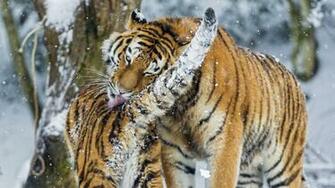 Wallpaper Amur Tiger Snow Baby Big Cat Predators
