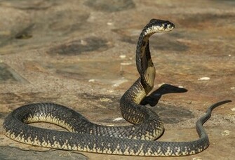 King Cobra Snake
