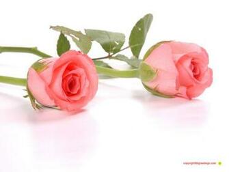Valentines Flowers Wallpaper Photos