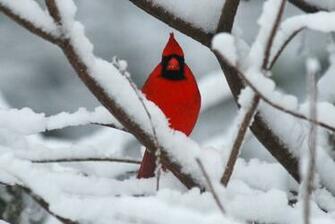 Cardinal In Snow