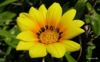 Cool Wallpaper Flower