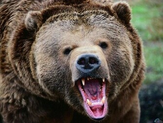 Wallpaper Grizzly Bear Silvertip X Desktop