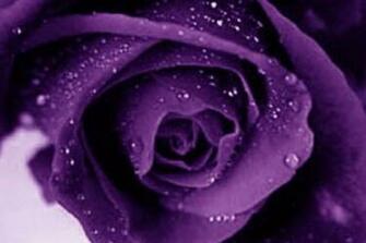 Purple Rose Flowers Flower HD Wallpaper Image Pictures Tattoos