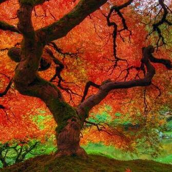 Fall iPad Wallpaper